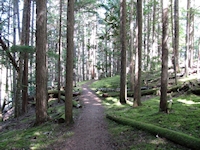 Forest Trail